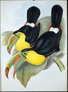 喙鸟（Ramphastos Carinatus）（手绘版）。