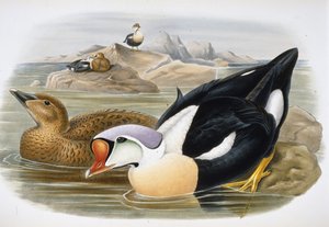 国王鸭（Somateria Spectabilis）（手绘石版画