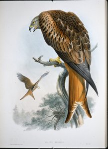 Glead (Milvus Regalis) 风筝（彩色雕刻） 作者 约翰（继）古尔德