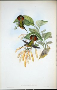 披针形隐士（Glaucis Lanceolata）（手绘石版）。 作者 约翰（继）古尔德