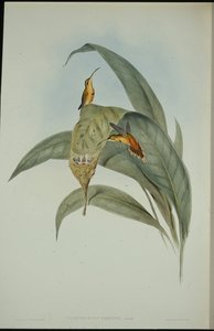 小隐士（Phaethornis eremita）（手绘石板画 作者 约翰（继）古尔德