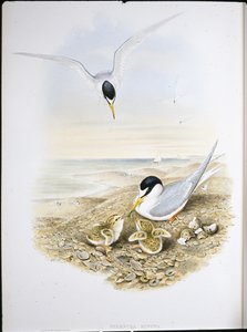 小燕鸥 (Sternula Minuta)（手绘石版画） 作者 约翰（继）古尔德