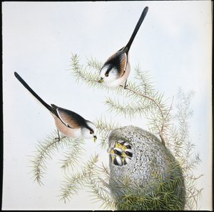 长尾山雀(Mecistura Caudata)(手绘平版) 作者 约翰（继）古尔德
