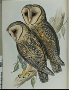 假面仓鸮（Strix Personata）（手绘平版）。 作者 约翰（继）古尔德