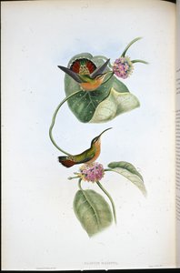 Mazeppa Hermit (Glaucis Mazeppa)（手绘石版画） 作者 约翰（继）古尔德