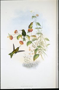 金属泡芙腿（Eriocnemis Alinae）（手绘石版画 作者 约翰（继）古尔德