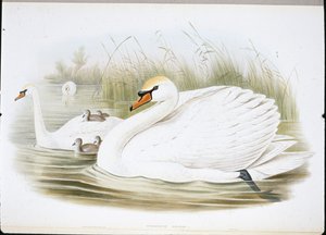 疣鼻天鹅(Cygnus Olor)(手绘平版) 作者 约翰（继）古尔德