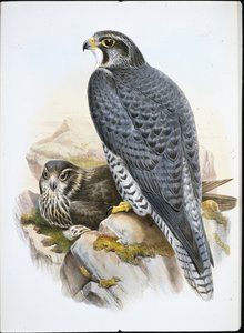 挪威猎鹰（Falco Gyrfalco）（手绘平版）。
