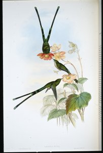 Nouna-koaliI (Lesbia Nuna)（手绘石版画） 作者 约翰（继）古尔德
