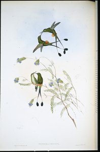 秘鲁的球拍尾巴(Spathura Peruana)(手绘平版) 作者 约翰（继）古尔德