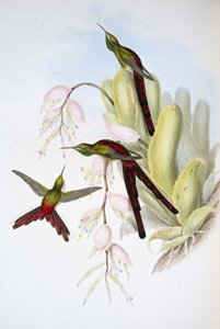 辉昂彗星(Cometes Phaon)(手绘平版) 作者 约翰（继）古尔德