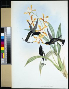 雅各宾派(florisuga ater)(手绘平版印刷) 作者 约翰（继）古尔德