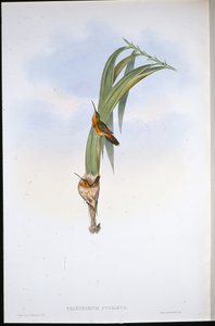 猪隐士（Phaethornis Pygmaeus）（手绘石板画 作者 约翰（继）古尔德