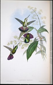 普雷沃特的芒果（Lampornis Prevosti）（手绘石印 作者 约翰（继）古尔德