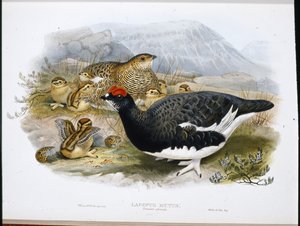 铂金鸟（夏梅）（Lagopus Mutus）（手绘平版）。 作者 约翰（继）古尔德