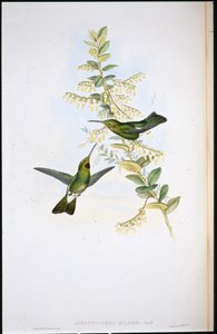Puce-throated 蜂鸟 (Aphantochroa Gularis)（手绘石版画） 作者 约翰（继）古尔德