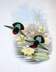 紫胸加勒比（Eulampis Jugularis）（手绘石版画） 作者 约翰（继）古尔德