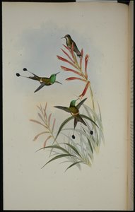 球拍尾 (Discura Longicauda)（手绘石版画） 作者 约翰（继）古尔德