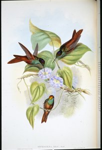 彩虹(Diphogena Iris)(手绘平版) 作者 约翰（继）古尔德