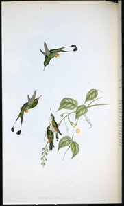 Red-booted Racket-tail (Spathura Rufocaligata)（手绘石版画） 作者 约翰（继）古尔德