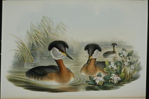 红颈鸊鷉(Podiceps Rubricollis)(手绘平版) 作者 约翰（继）古尔德
