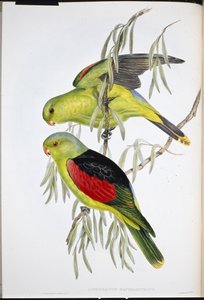 红翅百灵（Aprosmictus Erythropterus）（手绘版）。 作者 约翰（继）古尔德