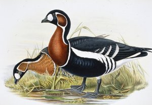 红胸鹅（Bernicla Ruficollis）（手绘石版画 作者 约翰（继）古尔德
