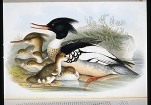 红胸梅花鹿（Mercus Serrator）（手绘石版画 作者 约翰（继）古尔德