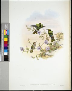 罗瑞玛-科奎特（lophornis pavoninus）（手绘石膏画 作者 约翰（继）古尔德