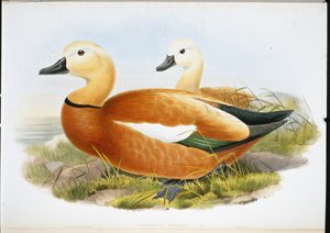 Ruddy Shelldrake (Casaraca Rutila)（手绘石版画） 作者 约翰（继）古尔德