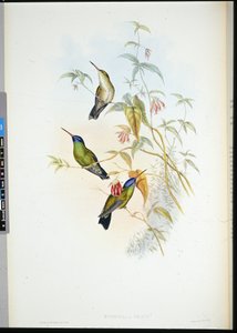 红嘴鸥(selasphorus rufus)(手绘平版)