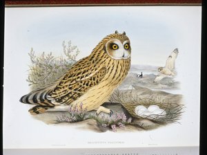 短耳乌鸦（Brachyotus Palustris）（手绘平版）。 作者 约翰（继）古尔德