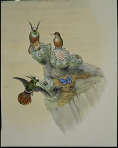 萨尔文的小鸟（Lophornis Adorabilis）（手绘平版）。 作者 约翰（继）古尔德