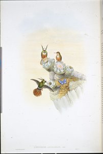 萨尔文蜂鸟（Lophornis Adorabilis）（手绘石印）。 作者 约翰（继）古尔德