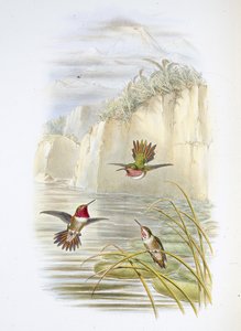 萨尔文的火焰喷射器。(Selasphorus ardens)。(手绘石版) 作者 约翰（继）古尔德