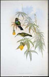 施莱伯的蜂鸟（Ionolaima Schreibersi）（手绘石版）。 作者 约翰（继）古尔德