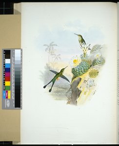 剪刀尾拍子尾(spathura scissiura)(手绘版) 作者 约翰（继）古尔德