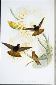 闪亮的太阳花（Agliaeactis Cupripennis）（手绘石版）。 作者 约翰（继）古尔德
