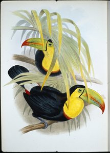 短喙巨嘴鸟（Ramphastos Brevicarinatus）（手绘石版）。 作者 约翰（继）古尔德