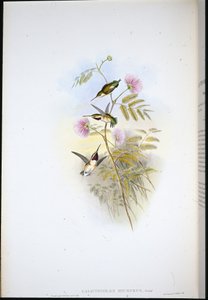 短尾木星 (Calothorax Micrurus)（手绘石版画） 作者 约翰（继）古尔德
