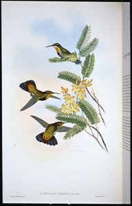 棕褐色剑翼鸟（Campylopterus Obscurus）（手绘石膏板）。 作者 约翰（继）古尔德