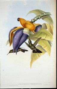 忧郁的蜂鸟（Aphantochroa cirrhochloris）（手绘石版画 作者 约翰（继）古尔德