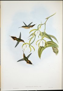 南方隐士（Phaethornis Zonura）（手绘石版）。 作者 约翰（继）古尔德