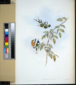 闪亮的尾巴(tryphaena dupontii)(手绘平版) 作者 约翰（继）古尔德