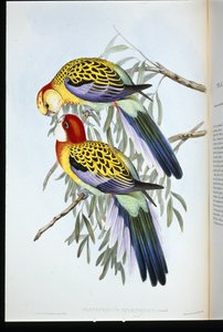 灿烂的鹦鹉(palatycercus Splendidus)(手绘版) 作者 约翰（继）古尔德