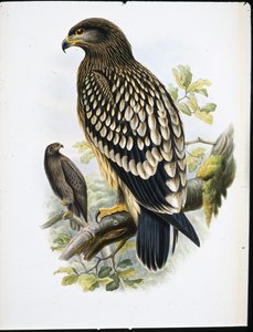斑头鹰（Aquila Naevia）（手绘平版）。