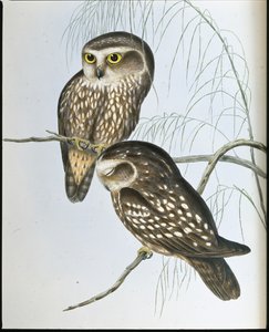 斑点猫头鹰(Athene Maculata)(手绘平版印刷) 作者 约翰（继）古尔德