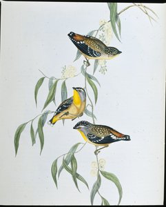斑点狗（Pardalotus Punctatus）（手绘版）。 作者 约翰（继）古尔德