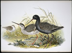 斑点红鱼（Totanus Fuscus）（手绘石版画 作者 约翰（继）古尔德