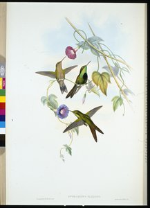 圣多明各蜂鸟 (Soradinus Elegans)（手绘石版画） 作者 约翰（继）古尔德